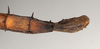 CollectionObject 1559794; db11afe5-2229-42b9-b083-ab3590fa3deb: copyright MIZ, Warsaw. female: end of abdomen, ventral view (holotype). (CollectionObject).