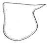 Enthephippion minutum (Rehn, 1920): Fig. 19 (after type). male pronotum, lateral outline (length 3.6 mm). (Otu).
