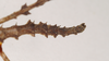 CollectionObject 1561336; NHMUK(SF IMPORT DUPLICATE) 844716, 8f2f0cbb-2369-4b48-8f04-7471200ee3f3: copyright Natural History Museum, London. male: abdomen, dorsal view (holotype). (CollectionObject).