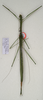 Sipyloidea rentzi Brock & Hasenpusch, 2007: copyright ANIC. female: dorsal view (holotype). (Otu).