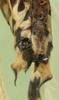CollectionObject 1496451; 77361112-f2a6-434a-b417-dc6a4a5d682b: male cerci, ventral view. (CollectionObject).