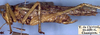 CollectionObject 1517062; 7abeeac0-22f5-4fa6-b577-9f7c37000b6e: male, lateral view (holotype). (CollectionObject).