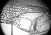 Erioloides longinoi Naskrecki & Cohn, 2000: male left mirror area. (Otu).