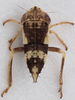 Nymph: !! display not done !! on Doratura stylata (Boheman, 1847): from Italy, Fruili-Venezia; dorsal view. (Observation).