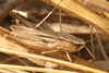 FieldOccurrence 3823; 093af069-2fdf-4be5-9361-10efb5493c7b; Argentina: Buenos Aires
Arroyo El Pescado, 2026/02/14: (FieldOccurrence).