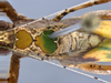 CollectionObject 1593123; 16a10428-5006-4257-9bcd-6119f1226240: male pronotum and stridulatory area, dorsal view. (CollectionObject).