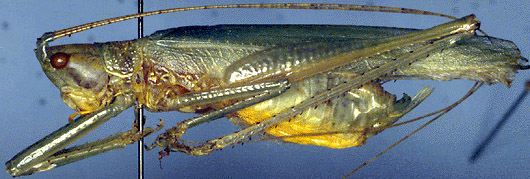 male, lateral view (Micronesia, Caroline Island). Depicts Segestes unicolor Redtenbacher, 1892, an Otu.