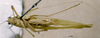 CollectionObject 1503397; MBBJ 3226069, 843e05cb-305b-433a-83be-16061b8fee62: male, ventral view. (CollectionObject).
