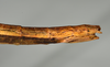 CollectionObject 1557242; a1cb9fff-47d6-4808-ab22-33d14a292051: copyright MONZ, Wellington. female: end of abdomen, lateral view (holotype). (CollectionObject).