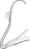 Pygofer appendages on Platymetopius (Platymetopius) major (Kirschbaum, 1868): Pygofer appendages. (Observation).