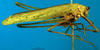 CollectionObject 1500690; 75fbbb75-1293-4d0b-bf6e-6d2ad137e6da, DORSA BTducadsHTM: male, right lateral view (holotype of Ducetia adspersa). (CollectionObject).