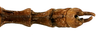 CollectionObject 1578595; RBINS IG: 32700''', 147a4476-5a9d-42bb-87c1-549b689a1865: copyright ISNB, Brussels. male: end of abdomen, dorsal view (holotype). (CollectionObject).