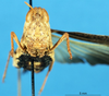 CollectionObject 1580244; 62fe0243-1a31-466d-b88e-6a4680948580: female, frontal view (paratype). (CollectionObject).