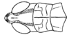 Borellia alejomesai Carbonell, 1995: Fig. 30A. male head and pronotum, dorsal view. (Otu).