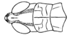 Fig. 30A. male head and pronotum, dorsal view. Depicts Borellia alejomesai Carbonell, 1995, an Otu.