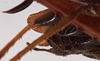 CollectionObject 1534506; ce5c044c-63a5-4c64-bd5b-3821a3e5c63a: male cerci (holotype). (CollectionObject).