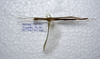 CollectionObject 1576310; 337f3538-6dff-4ea9-9955-be42d7bfc765: copyright SPM, Kinabalu. female, dorsal view (holotype). (CollectionObject).