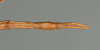 CollectionObject 1560703; c3652772-d7b3-48ad-bc1e-1583e73241a2: copyright USNM, Washington. female: end of abdomen, ventral view (holotype). (CollectionObject).
