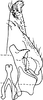 Subgenital plate, ventral view on Bhatia olivacea (Melichar, 1903): Subgenital plate. (Observation).