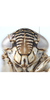 Head on Discolopeus triacaenus Stiller, 2019: Head, female. (Observation).