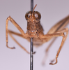 CollectionObject 1544475; 824b1dcb-4003-4f58-9591-55e80d5e63e0: frons (Zeromastax malavasei holotype). (CollectionObject).