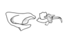 Dichromatos lilloanus (Liebermann, 1948): Fig. 9AA. endophallic plate and aedeagal valves and sheath, lateral view. (Otu).