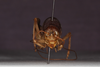CollectionObject 1575864; 0f2507de-cd88-4361-99be-44e69838b40f: male, frontal view (holotype). (CollectionObject).