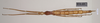 CollectionObject 1558980; 9ce04cf2-0fdf-46a7-a999-2ee5ae1f702f: copyright Natural History Museum, London. female (syntype). (CollectionObject).;CollectionObject 1558981; 1d8be626-f38d-4f0e-9cc5-abf9cf7fbfdf: copyright Natural History Museum, London. female (syntype). (CollectionObject).