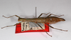 CollectionObject 1557501; 02d3ac2e-3049-401d-a564-ca8051c22800: copyright ZMB, Berlin. female, lateral view (paratype). (CollectionObject).;CollectionObject 1557502; f3f883a3-bc26-4403-83fc-8358644cbae8: copyright ZMB, Berlin. female, lateral view (paratype). (CollectionObject).