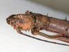 CollectionObject 1557632; NMW 644', f83f2320-a0b3-4996-b0f6-9fc414f2ffba: copyright NMW, Vienna. female: head, dorsal view (syntype). (CollectionObject).