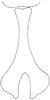 Connective on Salsocolila plana (Theron, 1979): Connective. (Observation).