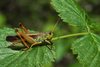 CollectionObject 1579391; 3a0c99e2-7555-439f-8e04-cde81a70396a: male. (CollectionObject).