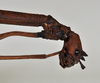 CollectionObject 1561664; NTUC 709, de4ff78e-e94d-4e85-8b94-37b567dfe607: copyright NTUC. female: head, lateral view (holotype). (CollectionObject).