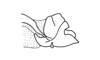 Sciaphilacris alata Descamps, 1976: Fig. 13. male, end of abdomen, lateral view. (Otu).