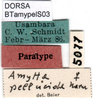 CollectionObject 1502100; fa718285-7dab-44a5-be14-806569954443: labels (syntype). (CollectionObject).