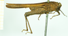 CollectionObject 1531571; bae82231-3982-4bb7-939a-d9e70efe4ccb: male, lateral view (syntype). (CollectionObject).