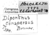 CollectionObject 1521483; 5913f6c2-3ba4-4c22-a725-051c7cefac17: Image, C.S. Carbonell. labels (syntype of Diponthus communis, "Diponthus conspersus" is an error by Bruner). (CollectionObject).