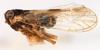 Habitus, lateral view on Delphacodes saxicola Muir, 1926: (Observation).