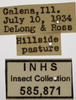 Other on Athysanella (Amphipyga) longicauda Beirne, 1955: Labels - Male. Labels for the male specimen. (Observation).