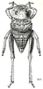 Batrachidacris rubridens (Uvarov, 1929): Fig. 8. male, dorsal view. (Otu).