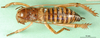 CollectionObject 1500214; 789e6af5-61c5-4cc3-8c29-7ca8850f7a30: male, dorsal view (syntype of Hemideina ligata). (CollectionObject).