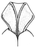 Arminda brunneri Krauss, 1892: Fig. 3 I. dorsal lobes of aedeagus, ventral view. (Otu).