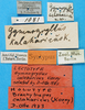labels (lectotype). Depicts CollectionObject 1500779; 072222e7-d717-414e-b02d-bb71527b4068, a CollectionObject.