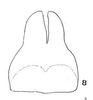 Subgenital plate: !! display not done !! on Paraceresa bifasciata (Fairmaire, 1846): (Observation).