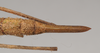 CollectionObject 1560285; c42665e7-922a-4a4e-bc70-12928f7e520e: copyright Natural History Museum, London. female: end of abdomen, dorsal view (syntype). (CollectionObject).;CollectionObject 1560286; 3e34dd6f-f719-45b4-b973-e3a6199c4aaf: copyright Natural History Museum, London. female: end of abdomen, dorsal view (syntype). (CollectionObject).