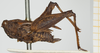 CollectionObject 1476888; 0ff19259-eb0b-48c5-b5c1-56af261204bb, NHMUK10924421: female, lateral view (holotype). (CollectionObject).