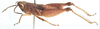 Anacteana neavei neavei (Bolívar, 1912): male, lateral view. (Otu).