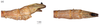 CollectionObject 1597522; QIMR T250922-250923, 0b0abe24-8f7a-43c0-a8ff-f702b65d0474: copyright QM. male: end of abdomen, lateral & dorsal views (paratype). (CollectionObject).