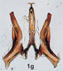 Aedeagus, ventral view on Bretega linnavuorii Stiller, 2017: Aedeagus, dorsal view. (Observation).