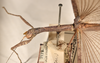CollectionObject 1562055; c7b3f706-0afc-4d5f-b4c9-28548e119779: copyright OUMNH. female: head & thorax, lateral view of Necroscia esacus (holotype). (CollectionObject).